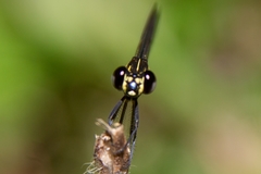 Rhinocypha pagenstecheri timorana