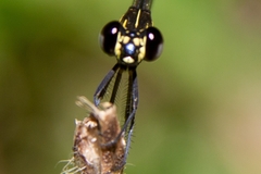 Rhinocypha pagenstecheri timorana