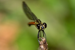 Rhinocypha pagenstecheri timorana