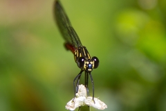 Rhinocypha pagenstecheri timorana