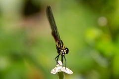 Rhinocypha pagenstecheri timorana