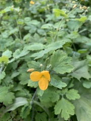 Chelidonium majus