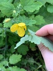 Chelidonium majus