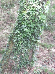 Hedera