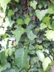Hedera