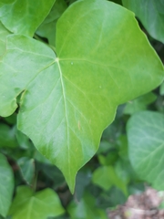 Hedera