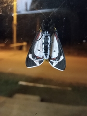 Dysschema centenaria