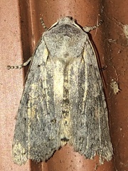 Lithophane antennata