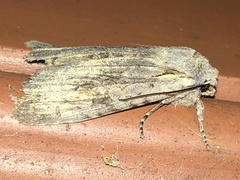 Lithophane antennata