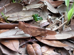 Spharagemon crepitans