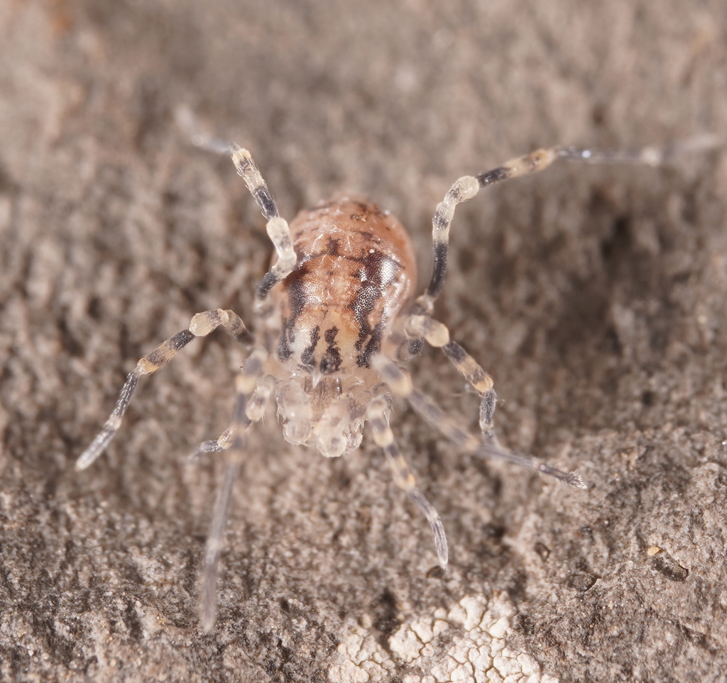 Phoxobunus