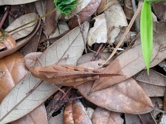 Spharagemon crepitans