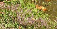 Rotala rotundifolia