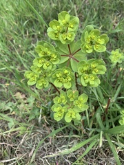 Euphorbia helioscopia