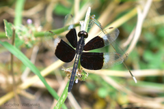 Neurothemis tullia