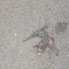 Salamandra salamandra