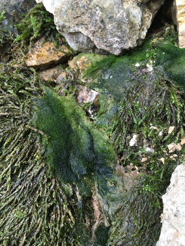 Vaucheria canalicularis, 2020-09-02