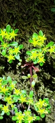 Sedum actinocarpum