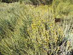 Cytisus oromediterraneus