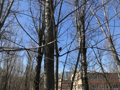 Sturnus vulgaris