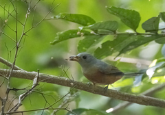 Monarcha cinerascens
