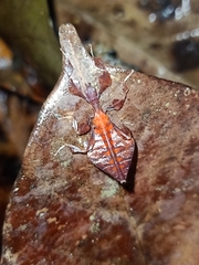 Pulchriphyllium giganteum