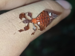 Pulchriphyllium giganteum