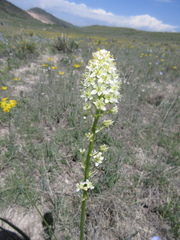 Toxicoscordion venenosum