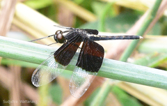 Neurothemis tullia