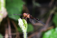 Neurothemis tullia