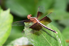 Neurothemis tullia