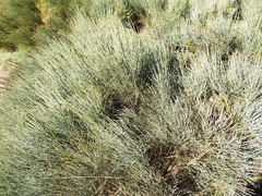 Cytisus oromediterraneus