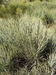 Cytisus oromediterraneus