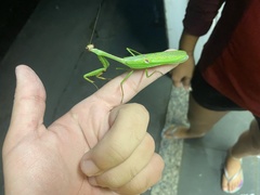 Stagmatoptera praecaria