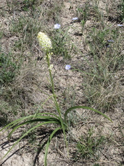 Toxicoscordion venenosum