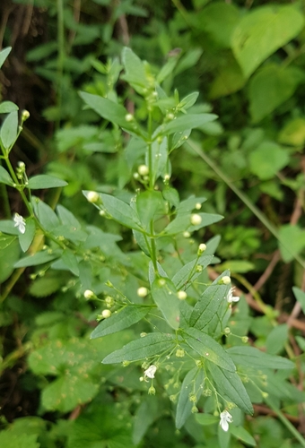 Image of Teucrium kraussii by (c) Margaret Burger, some rights reserved (CC BY-SA)