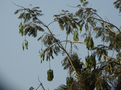 Parkia biglandulosa