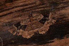 Scotocyma albinotata