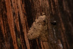 Tolpia conscitulana
