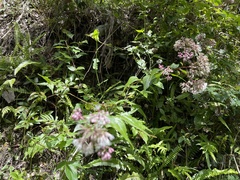 Eupatorium amabile