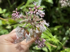 Eupatorium amabile