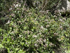 Eupatorium amabile