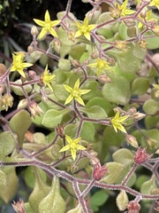 Sedum stellariifolium