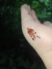 Pulchriphyllium giganteum