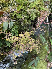 Sedum stellariifolium