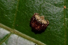 Arkys speechleyi