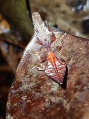 Pulchriphyllium giganteum