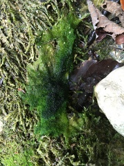 Vaucheria canalicularis