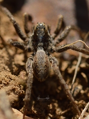 Lycosidae