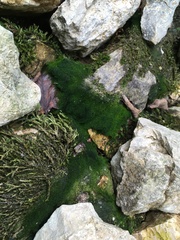 Vaucheria canalicularis